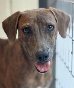 Rescue Rhodesian Ridgeback and Whippet Dogs for Adoption in Hondo, Texas - Ruby -a Gem Found On A Rooftop, Polished With Love! | PetCurious