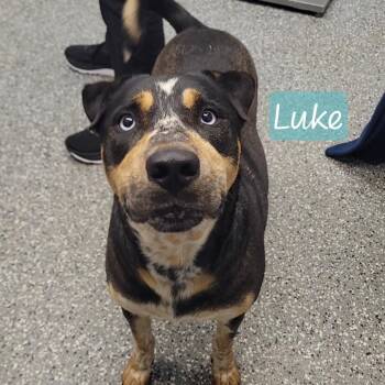 Shar Pei and Australian Cattle Dog Blue Heeler Dogs Available for Adoption in Parkersburg, West Virginia - Luke | PetCurious