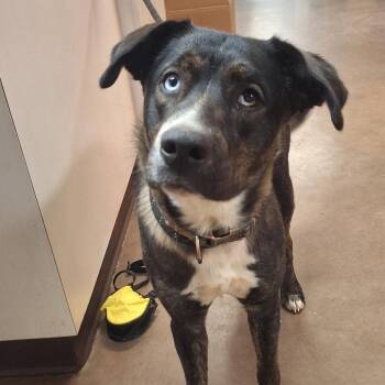 Catahoula Leopard Dog and Mixed Breed Dogs Available for Adoption - Isles | PetCurious