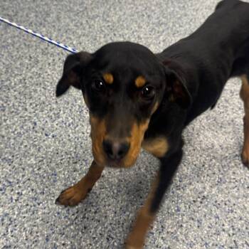 Mixed Breed Dogs Available for Adoption - Viena | PetCurious