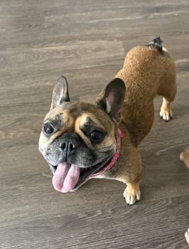Valentina (Nina) -  French Bulldog Dog for Adoption in Grant-Valkaria, Florida - Valentina (Nina) | PetCurious