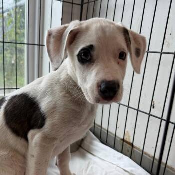 Roberto -  Terrier and Mixed Breed Dog for Adoption in Cleveland, Mississippi - Roberto | PetCurious
