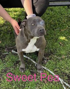 Pit Bull Terrier Dogs Available for Adoption - Sweet Pea | PetCurious