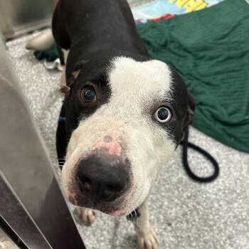 Maverick -  Mixed Breed Dog for Adoption in Jupiter, Florida - Maverick | PetCurious