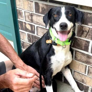 Lady -s -  Pointer and Mountain Cur Dog for Adoption in Sequatchie, Tennessee - Lady -s | PetCurious