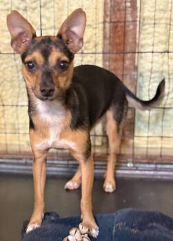 Clover -  Chihuahua Dog for Adoption in Muskegon, Michigan - Clover | PetCurious