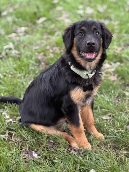 Reba -  Corgi and Australian Shepherd Dog for Adoption - Reba | PetCurious
