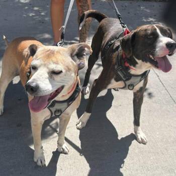 Bowser & Barry - Bonded Pair -  Mixed Breed Dog for Adoption in Wantagh, New York - Bowser & Barry - Bonded Pair | PetCurious