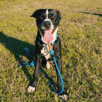 Sparky -  American Staffordshire Terrier Dog for Adoption in Houston, Texas - Sparky | PetCurious