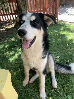 Rescue Siberian Husky and Alaskan Malamute Dogs for Adoption in Tracy, California - Bulleit | PetCurious