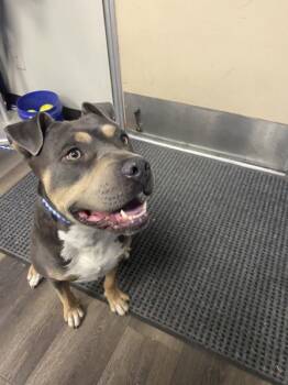 Buck -  Pit Bull Terrier Dog for Adoption in Victorville, California - Buck | PetCurious