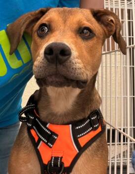 Wyatt -  Catahoula Leopard Dog Dog for Adoption in Farmingville, New York - Wyatt | PetCurious