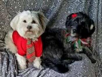 Havanese and Maltese Dogs Available for Adoption in Sudbury, Massachusetts - Rory (bonded To MayBelle) | PetCurious