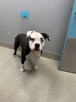 SARGENT MAYOR -  American Bulldog Dog for Adoption in Las Vegas, Nevada - SARGENT MAYOR | PetCurious