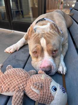 Munchkin -  American Staffordshire Terrier and Pit Bull Terrier Dog Available for Adoption in Cottonwood, Arizona - Munchkin | PetCurious