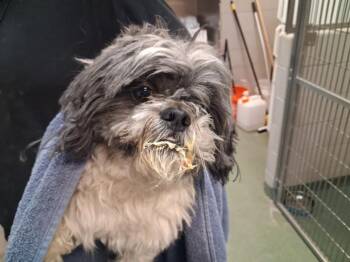 Mixed Breed Dogs Available for Adoption - OSHI | PetCurious