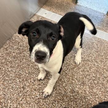 Pickles -  Mixed Breed Dog for Adoption in Norman, Oklahoma - Pickles | PetCurious