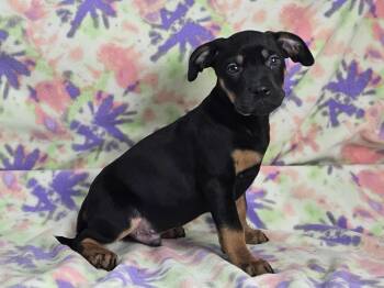 Rescue Pit Bull Terrier Dogs for Adoption in East Sparta, Ohio - Mr Smee | PetCurious