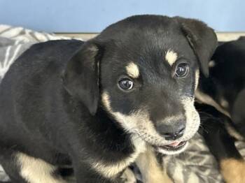NOAH -  Doberman Pinscher and Mixed Breed Dog for Adoption in San Bernardino, California - NOAH | PetCurious