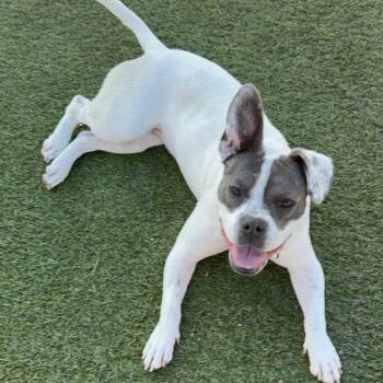 Rescue Pit Bull Terrier Dogs for Adoption in Los Angeles, California - Jolly A2235571 | PetCurious