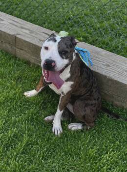 Pit Bull Terrier and Catahoula Leopard Dog Dogs Available for Adoption in Redfield, Arkansas - Fran | PetCurious