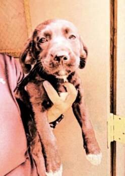 Zeke - P -  American Bulldog and Mixed Breed Dog for Adoption in Daytona Beach, Florida - Zeke - P | PetCurious