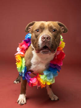 Rescue Pit Bull Terrier and Mixed Breed Dogs for Adoption in Atlanta, Georgia - Gino | PetCurious