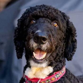 Blazer -  Bernadoodle Dog for Adoption in Garland, Texas - Blazer | PetCurious