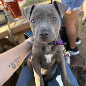 Rescue Pit Bull Terrier Dogs for Adoption in Seville, Ohio - Cranberry | PetCurious