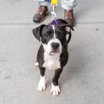 Lady Tilley -  Terrier and Mixed Breed Dog for Adoption in New York, New York - Lady Tilley | PetCurious