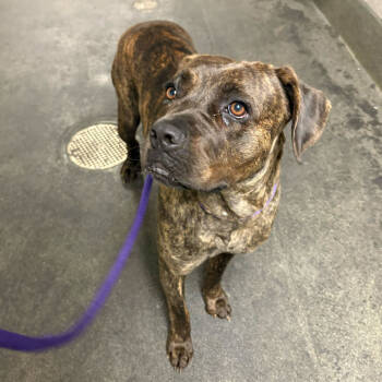 Rescue Cane Corso Dogs for Adoption in Los Angeles, California - Lucia | PetCurious