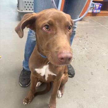 Benji -  Doberman Pinscher and Mixed Breed Dog for Adoption in Yuma, Arizona - Benji | PetCurious