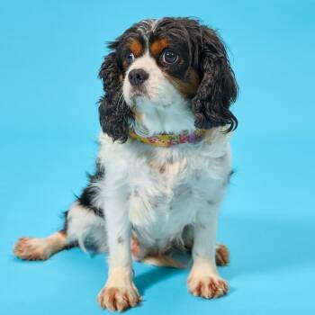 Maia -  Cavalier King Charles Spaniel Dog for Adoption in Cincinnati, Ohio - Maia | PetCurious