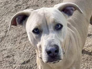 Rescue Mixed Breed Dogs for Adoption in Georgetown, Texas - Ginger | PetCurious