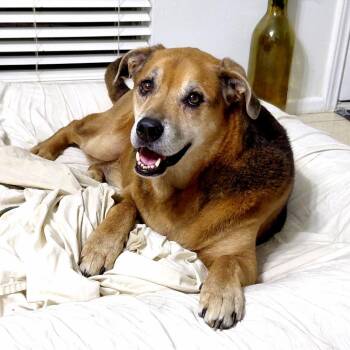 Twix JuM/AG -  Rottweiler and Shepherd Dog for Adoption in Austin, Texas - Twix JuM/AG | PetCurious