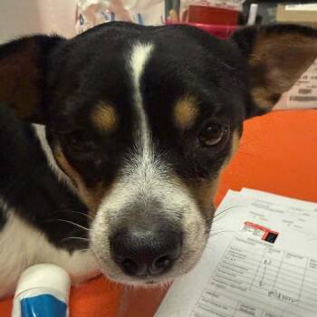 Mixed Breed Dogs Available for Adoption - Limeade | PetCurious