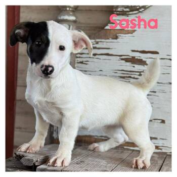 Corgi Dogs Available for Adoption - Sasha | PetCurious
