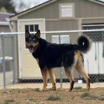 Shepherd and Mixed Breed Dogs Available for Adoption in Blairsville, Georgia - Niko | PetCurious