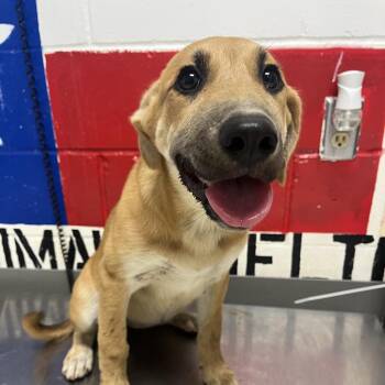 Rue -  Mixed Breed Dog Available for Adoption in Lufkin, Texas - Rue | PetCurious