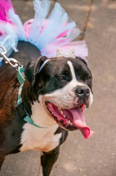Trinity -  Mixed Breed Dog for Adoption in Cincinnati, Ohio - Trinity | PetCurious