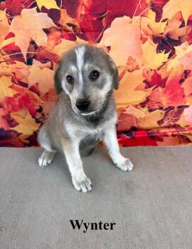 Wynter -  Shepherd Dog for Adoption in Celina, Ohio - Wynter | PetCurious