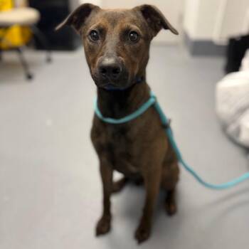 Chevy -  Mixed Breed Dog for Adoption in Sarasota, Florida - Chevy | PetCurious