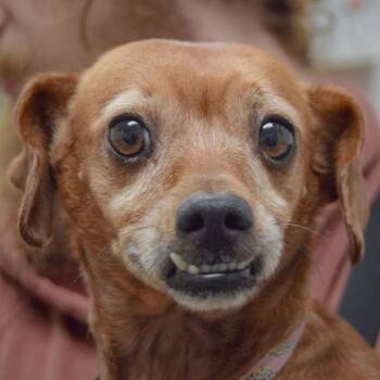 Poppy -  Dachshund Dog for Adoption in Huntley, Illinois - Poppy | PetCurious