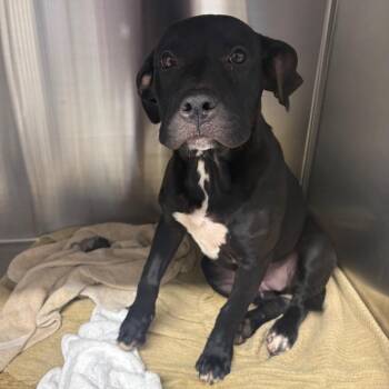 Kelsey -  Pit Bull Terrier Dog for Adoption in Morganton, North Carolina - Kelsey | PetCurious
