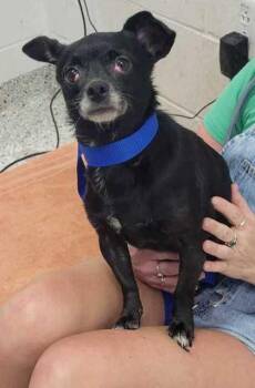 Queen -  Chihuahua and Mixed Breed Dog for Adoption in Kansas City, Missouri - Queen | PetCurious