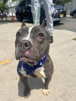 Rescue American Bully Dogs for Adoption in Newark, New Jersey - Bonnie | PetCurious