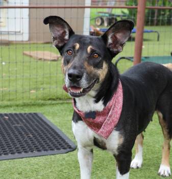 Shepherd Dogs Available for Adoption in Fort Worth, Texas - Princess | PetCurious