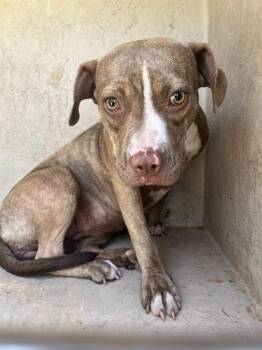 SCARLETT -  American Staffordshire Terrier and Mixed Breed Dog for Adoption in Oklahoma City, Oklahoma - SCARLETT | PetCurious