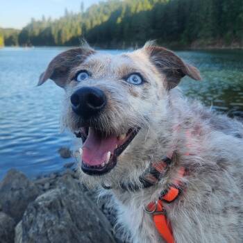 Candace -  German Wirehaired Pointer and Cattle Dog Dog for Adoption in Salem, Oregon - Candace | PetCurious