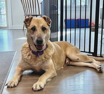 Anatolian Shepherd and German Shepherd Dog Dogs Available for Adoption in Pelzer, South Carolina - Edger  | PetCurious